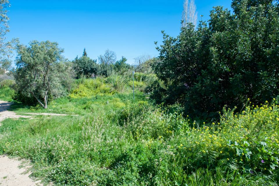 Ανοιχτή γιορτή πράσινου στην Ακαδημία Πλάτωνος