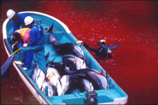 Σάλος στην Ιαπωνία: Δολοφονούν ξανά εκατοντάδες δελφίνια