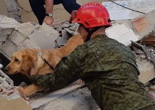 Σεισμός στην Αλβανία : Ο σκύλος - ήρωας που έχει διασώσει τρία άτομα