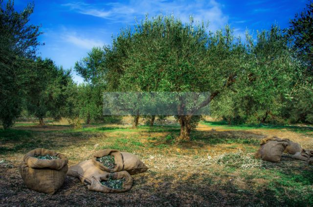 Ανησυχία (και) από τον κλάδο μεταποίησης για το ελαιόλαδο στην Κρήτη