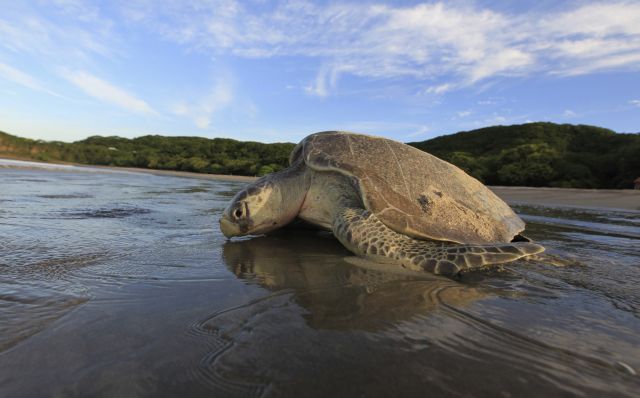 Η αχαλίνωτη… ερωτική ζωή χελώνας που έσωσε το είδος της