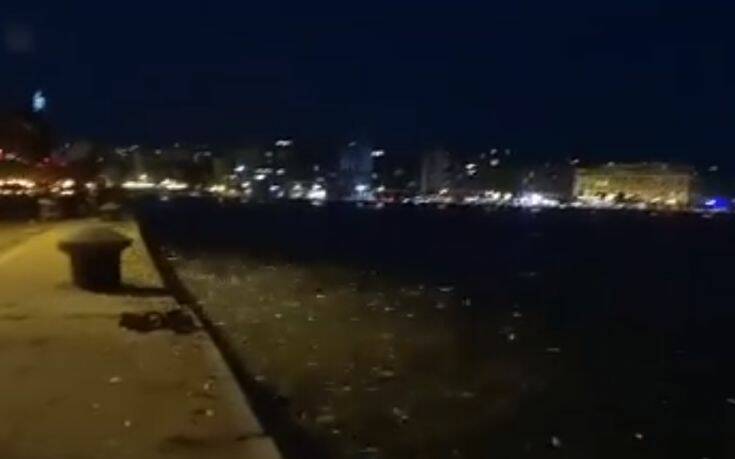 Θεσσαλονίκη: Ζωντανά ψάρια βγήκαν και πάλι στη Στεριά στον Θερμαϊκό