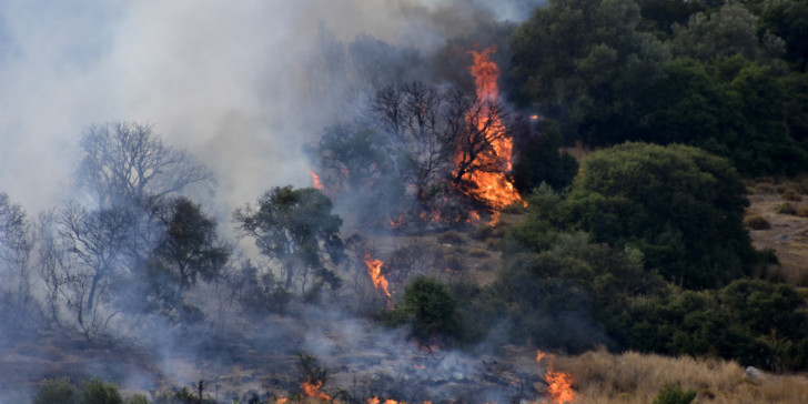 Φωτιά στον Έβρο : Μάχη με τις φλόγες - Καίγονται δασικές εκτάσεις στον δρυμό της Δαδιάς