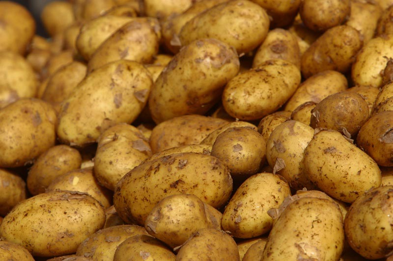 Παρεμβάσεις για την αντιπαγετική προστασία της πατάτας
