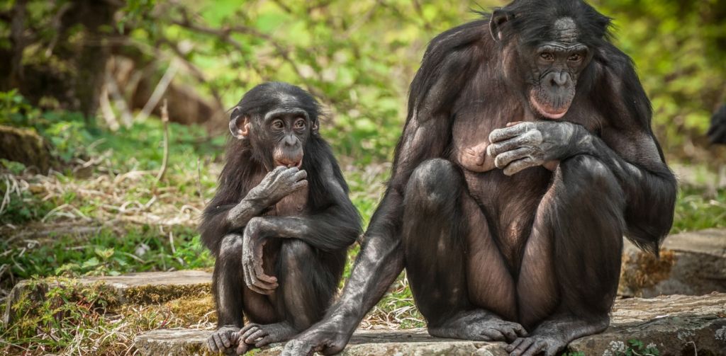 Ακόμα και οι χιμπατζήδες υιοθετούν τα ορφανά
