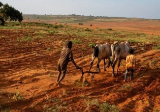 Ακρίδες για δείπνο: Η Μαδαγασκάρη στα πρόθυρα του «πρώτου λιμού λόγω κλιματικής αλλαγής»