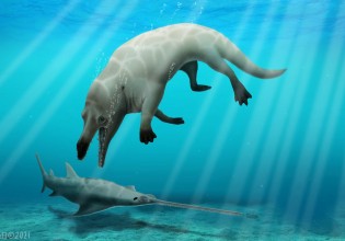 Απολιθωμένη φάλαινα με πόδια ανακαλύφθηκε στην έρημο της Αιγύπτου