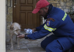 Φωτιά στα Βίλια – Σοκαριστικές εικόνες από τη διάσωση πυρόπληκτου σκύλου