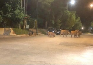 Η αύξηση των λύκων στην Πάρνηθα έστειλε τα… αγριογούρουνα στα Βόρεια Προάστια