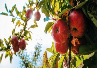 Μένουν εκτός αποζημιώσεων οι παραγωγοί της Ζαγοράς για τις ζημιές από τον καύσωνα