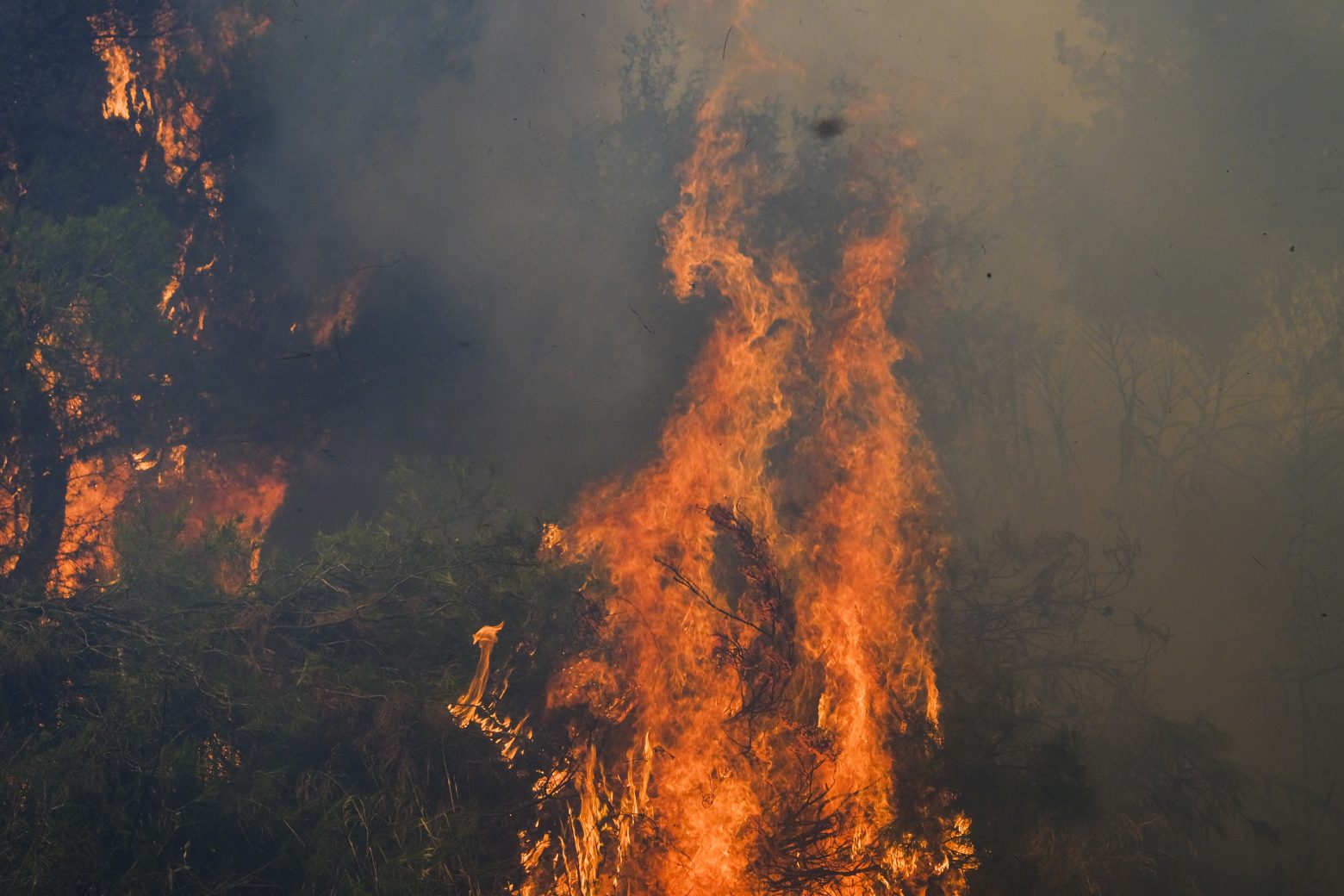Μπόκαρης για φωτιές - Χάθηκαν πνεύμονες πρασίνου - Μεγάλες επιπτώσεις σε κλίμα, οικονομία