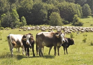 Βοοειδή – Μέτρα προστασίας από την οζώδη δερματίτιδα