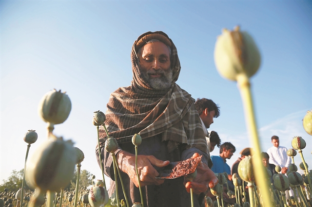 Αφγανιστάν – Χρυσές δουλειές από το λαθρεμπόριο οπίου