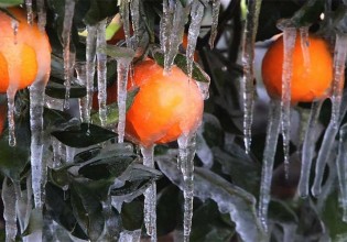 Αποζημιώσεις παγετού – Που οφείλονται οι καθυστερήσεις στις πληρωμές