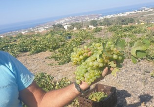 Σαντορίνη – Με ιδιαιτερότητες το φετινό σταφύλι – Αισιόδοξοι οι οινοποιοί για το τελικό αποτέλεσμα