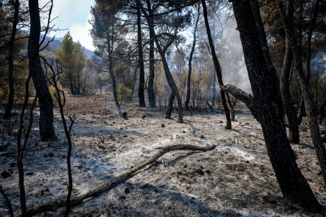 Φωτιές – Απάντηση Οικονόμου στον Τσίπρα για τις φωτιές