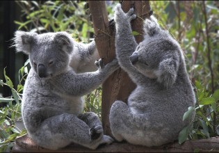 «Δραματική» μείωση των κοάλα στην πυρόπληκτη Αυστραλία