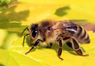 “Save the bees and farmers”