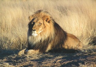 Θετικά στον κοροναϊό έξι λιοντάρια και τρεις τίγρεις του ζωολογικού κήπου της Ουάσιγκτον