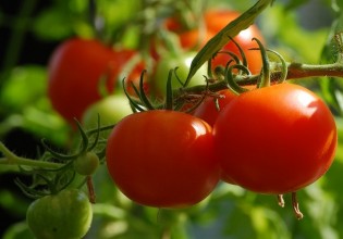 Υπαίθρια ντομάτα – Συστάσεις για μυκητολογικές ασθένειες