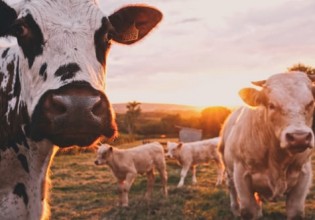 Ολλανδία – Η κτηνοτροφία στο «στόχαστρο», λόγω κλιματικής κρίσης