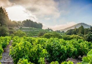 Γαλλία – Στην τρίτη θέση παγκοσμίως ως παραγωγός κρασιού το 2021