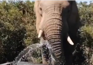 Απρόσμενοι επισκέπτες – Ελέφαντες παίζουν σε πισίνα οικογένειας