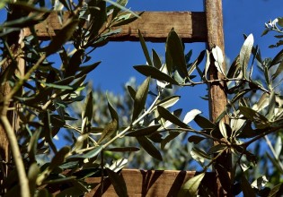 Οδηγός για σωστή συγκομιδή, συντήρηση και μεταφορά ελαιοκάρπου και ελαιολάδου