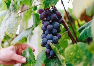 Ιταλία – Παραμένει πρώτη παραγωγός χώρα οίνου παρά τη μειωμένη συγκομιδή