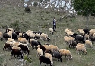 Ερευνητικό έργο για την διασπορά των ζωοανθρωπονόσων