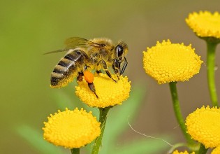 Εξοικονόμηση μελισσών και αγροτών