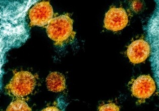 Κοροναϊός – Ποιο ζώο μπορεί να μεταδώσει τον ιό σε ανθρώπους