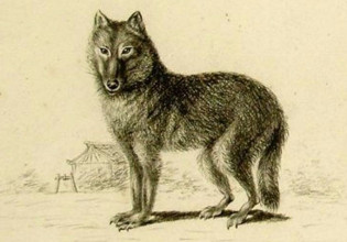 Πού πρωτοεμφανίστηκε ο σκύλος; Την απάντηση ίσως έχει ο μυστηριώδης λύκος της Ιαπωνίας