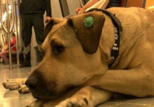 Τουρκία – Ο σκύλος Μπότζι χρησιμοποιεί τα μέσα μεταφοράς και γίνεται αγαπημένος συνεπιβάτης