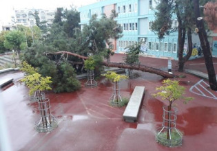 Θεσσαλονίκη – Έπεσε δέντρο σε σχολείο – Λίγο πριν από την προσέλευση των μαθητών