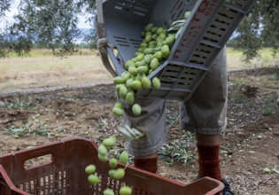 Κόρινθος – Πότε ξεκινά η συγκομιδή ελαιόκαρπου μετά τους ψεκασμούς δακοκτονίας