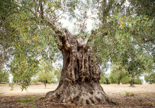 Υιοθεσίες ελαιόδεντρων και μουσικές των δέντρων