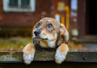 Σοκαριστικό περιστατικό στις Σέρρες – Έδεσε σκύλο σε αυτοκίνητο και άρχισε να τον σέρνει