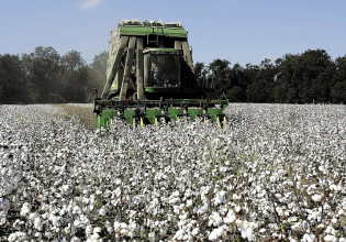 Καλλιεργητικές φροντίδες των βαμβακοφυτειών αμέσως μετά τη συγκομιδή