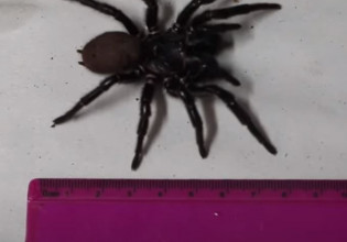 Αυστραλία – Αράχνη διπλάσσια σε μέγεθος από τις υπόλοιπες τρυπάει νύχια με τα δόντια της