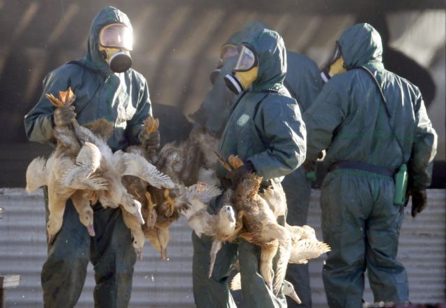 Η γρίπη των πτηνών εξαπλώνεται σε Ευρώπη και Ασία – Μπορεί να μεταδοθεί στον άνθρωπο