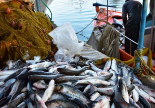 Σύσταση Επιστημονικής Συμβουλευτικής Επιτροπής Αλιείας για την καταπολέμηση της υπεραλίευσης