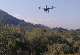 Ψεκασμοί με drones για την καταπολέμηση του δάκου της ελιάς