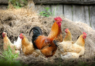 Γρίπη των πτηνών – Ραγδαία αύξηση κρουσμάτων στην Ευρώπη – Συναγερμός και στην Ελλάδα