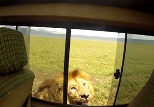 Τουρίστας άνοιξε το παράθυρο να χαϊδέψει λιοντάρι και το μετάνιωσε