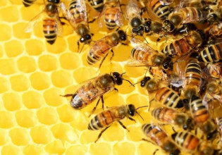 Μέλισσες – Η ασθένεια της χρόνιας παράλυσης – Τα συμπτώματα