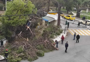 Λέσβος – Δέντρο έπεσε σε αυλή σχολείου – Άγιο είχαν οι μαθητές