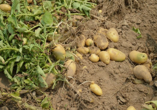 Πατάτα – Ευπαθείς στις προσβολές οι φθινοπωρινές φυτείες