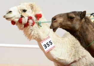 Καμήλες που είχαν κάνει Botox αποκλείστηκαν από καλλιστεία στο Ριάντ