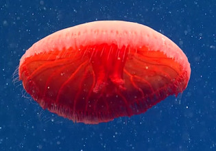 Τα 10 πιο παράξενα πλάσματα που ζουν στο βυθό της θάλασσας